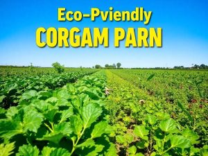 Ferma ecologică cu culturi sănătoase și peisaj natural.